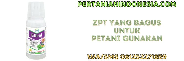 petani,tanaman,tumbuhan,budidaya,budidaya tanaman
